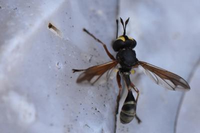 <i>Physocephala rufipes</i>