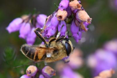 <i>Eristalis tenax</i>