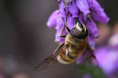 <i>Eristalis tenax</i>