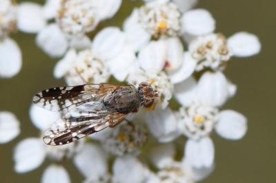 <i>Tephritis neesii</i>