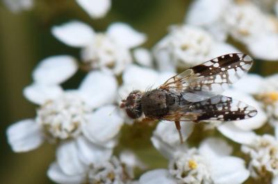 <i>Tephritis neesii</i>