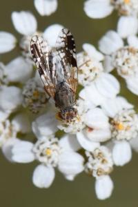 <i>Tephritis neesii</i>