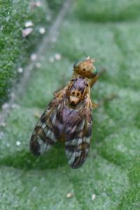 <i>Chaetostomella cylindrica</i>