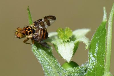 <i>Goniglossum wiedemanni</i>
