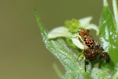 <i>Goniglossum wiedemanni</i>