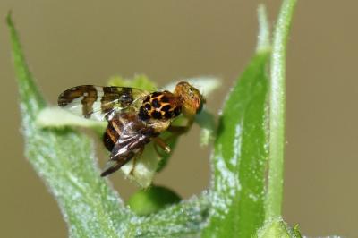 <i>Goniglossum wiedemanni</i>
