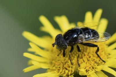 <i>Eristalinus sepulchralis</i>