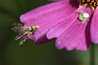 <i>Campiglossa bidentis</i>