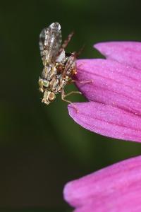 <i>Campiglossa bidentis</i>