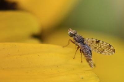 Campiglossa bidentis