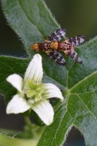 <i>Goniglossum wiedemanni</i>