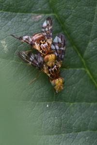 <i>Goniglossum wiedemanni</i>