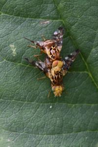 <i>Goniglossum wiedemanni</i>
