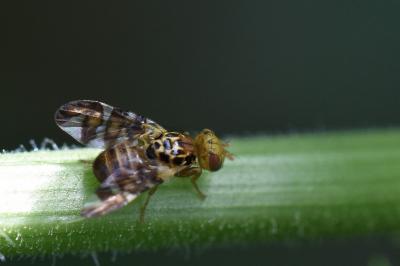 <i>Goniglossum wiedemanni</i>