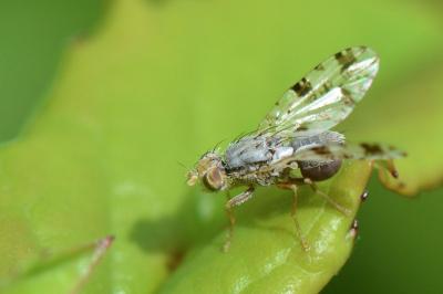 <i>Tephritis hyoscyami</i>