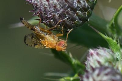 <i>Xyphosia miliaria</i>
