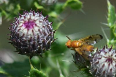 <i>Xyphosia miliaria</i>