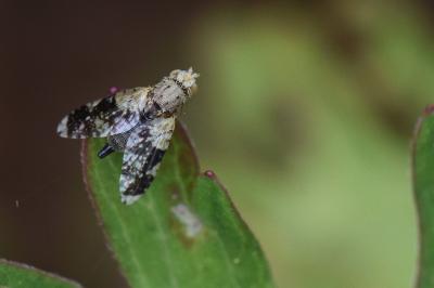 <i>Tephritis formosa</i>