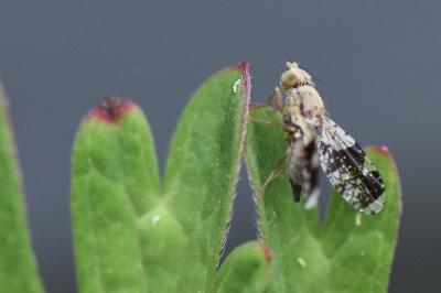 <i>Tephritis formosa</i>