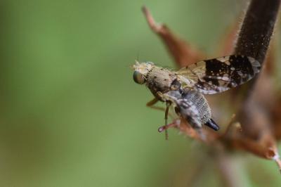 <i>Tephritis formosa</i>