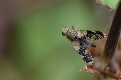 <i>Tephritis formosa</i>