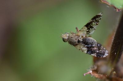 <i>Tephritis formosa</i>