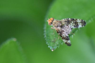 <i>Oxyna parietina</i>