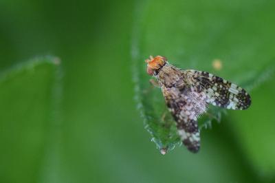 <i>Oxyna parietina</i>