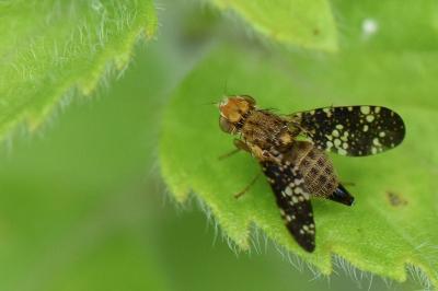 <i>Oxyna flavipennis</i>