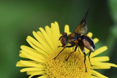 <i>Ectophasia crassipennis</i>