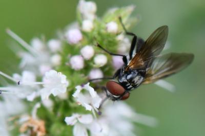 <i>Phasia obesa</i>