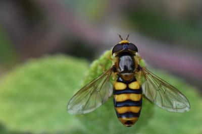 <i>Eupeodes latifasciatus</i>