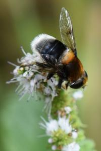 <i>Eristalis intricaria</i>