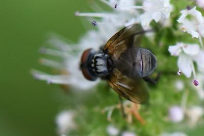 <i>Phasia obesa</i>