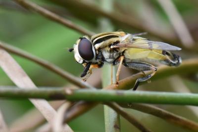 <i>Helophilus trivittatus</i>