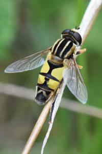 <i>Helophilus trivittatus</i>