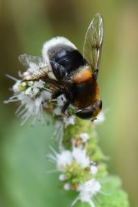 <i>Eristalis intricaria</i>