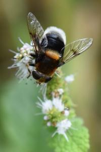 <i>Eristalis intricaria</i>