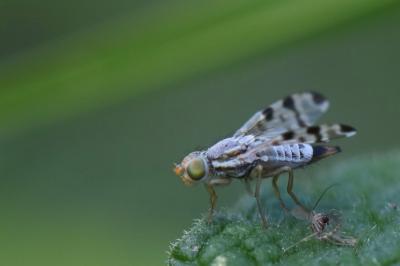 <i>Terellia ruficauda</i>
