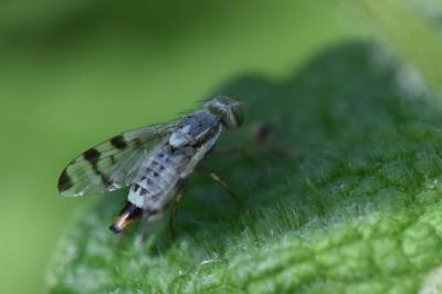 <i>Terellia ruficauda</i>