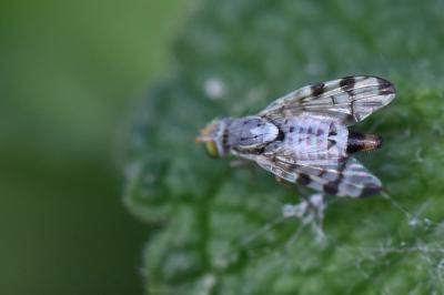 <i>Terellia ruficauda</i>