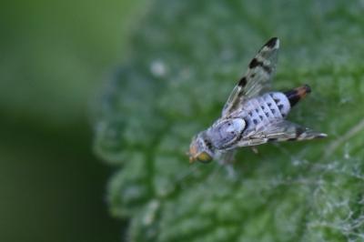 <i>Terellia ruficauda</i>