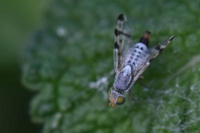 <i>Terellia ruficauda</i>