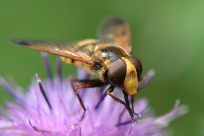<i>Volucella inanis</i>