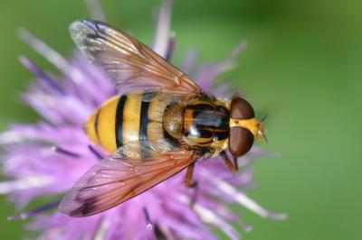 <i>Volucella inanis</i>