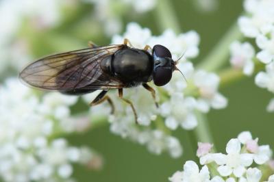 <i>Cheilosia pagana</i>