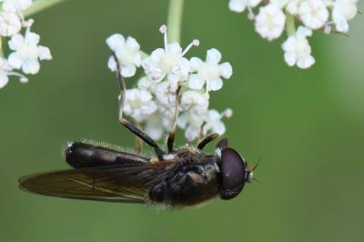 <i>Cheilosia pagana</i>