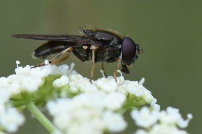 <i>Cheilosia pagana</i>