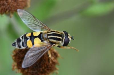 <i>Helophilus trivittatus</i>