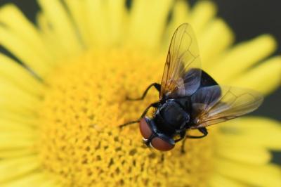 <i>Phasia barbifrons</i>